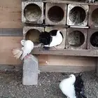 حمام رقاص مذيلات فاخره