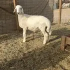 عدد 2 رخال تؤام