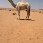 لقي تام جده حراق الضويلع حد عاجل 13000 فقط