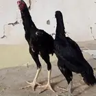 شامو ألماني
