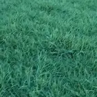 ثيل مزاوع الصافي الدرجه الاولى كثيف اخضر من المزرعه مباشرة