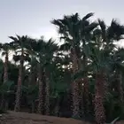 نقوم بتوريد جميع انواع النخيل والزيتون وجميع انواع الاشجار