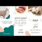 طليان ذبايح حريات فاخره وسواكني