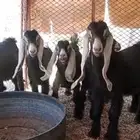 جفار عوارض( تم البيع )
