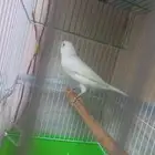 أنثى كناري أبيض جالسة في العش(تم البيع)