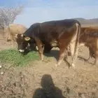 ثور   للبيع