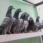 حمام باكستاني تيدي سخي