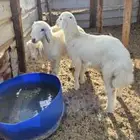 عدد 2 رخال تؤام