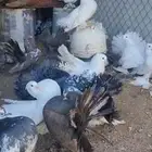 حمام رقاص