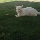 ثيل c2000 انجيل