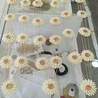فل صبيا جيزان