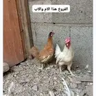 للبيع ديك فارسي ودجاجه كويتيه ومعاهم فرخين