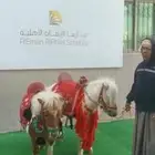 تأجير خيول وجمال وسياسي وعربة حنطو لجميع المناسبات والحفلات