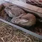 أرانب صغار ( تم البيييع )