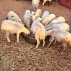 رفيد رخال اعمارها من 4 شهور الى 5