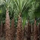 يوجد لدينا جميع انواع النخيل.