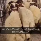الدمام وضواحيها