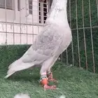 حمامه مفقوده لي يحصلها له هديه جوز حمام بلخرج