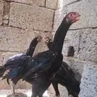شامو الماني