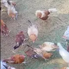 يوجد. ديكه و دجاج مشكله. العمر 5شهور
