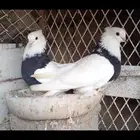 حمام زوج ايراني مطوق اسود