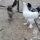دجاج براهما للبيع حضان