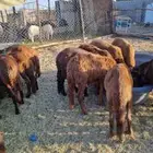 سواكني ضاحيه جذع للبيع بسعر مناسب للجميع الرجاء التواصل واتس