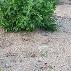 حناء منطقة المدينه مطحون جديد