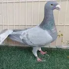 هومر رديوس