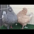جوز كنق بفرخهم (تم البيع)