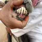 شاة نجدية