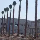 نخل واشنطن للبيع