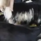 خروف نجدي مشروط النسف براسه