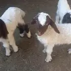 دواغير للبيع
