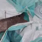 كرب النخيل الكيس 5 ريال