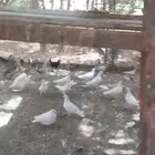 تم البيع