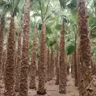 نخل واشنطني