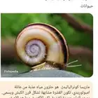 حلزون الماريسا كونر