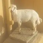 طلي حري مع التوصيل
