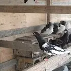 حمام باكستاني رامات مستوا عالي جدا ودم صافي شرط