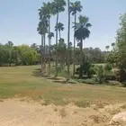 لتوريد النخل العربي والواشنطني