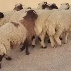 للبيع بهم نعيمي 19راس خروف ورخل وللبيع بهم نعيمي 10خرفان