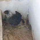دجاجه للبيع