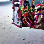 يوجد خيول وجمال الايجار وسيسي