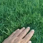 ثيل من مزارع الخرج درجه اولى صافي وشحن لكل مكان