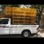 نقل طيور باقفاص صفرا أنحاء المملكه
