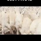 ذبايح طليان فاخره وسواكني