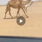 ضريبه على جميع الشروط