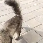 قط للبيع ماشالله تبارك الله