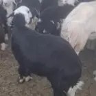 ملل الجنوبي